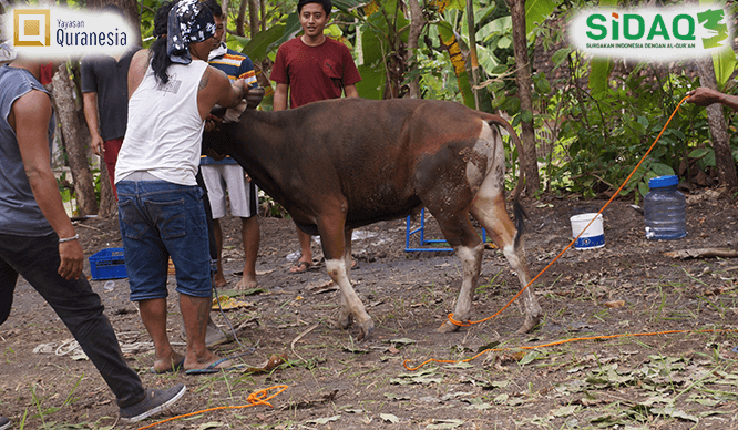 foto tabungan qurban quranesia x sidaq 1