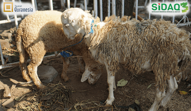 foto tabungan qurban quranesia x sidaq 5