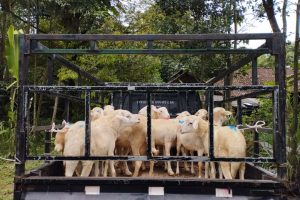 Pelaksanaan Kurban Idul Adha 1443 H